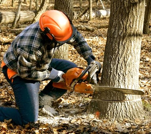 Tree Removal in West, MS